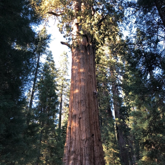 Meet your Posher, Amy - Picture 1 of 1